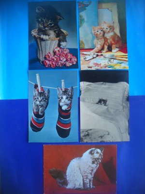 HOPCT LOT NR 1051 PISICI --5 CARTI POSTALE-CIRCULATE foto
