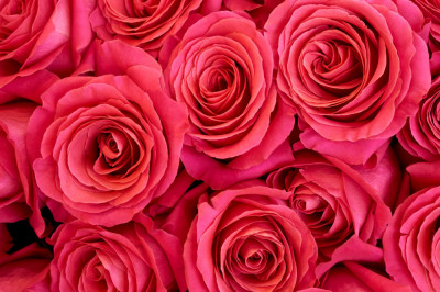 Fototapet autocolant Trandafiri roz, 200 x 150 cm foto
