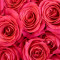 Fototapet autocolant Trandafiri roz, 250 x 150 cm
