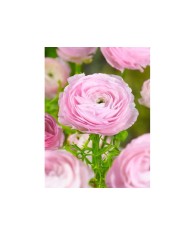 Bulbi Ranunculus Pink, Piciorul cocosului roz, 7/8 cm
