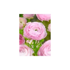 Bulbi Ranunculus Pink, Piciorul cocosului roz, 7/8 cm