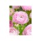 Bulbi Ranunculus Pink, Piciorul cocosului roz, 7/8 cm