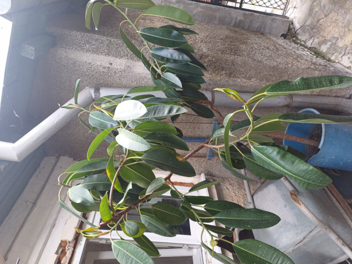 Planta mare ficus