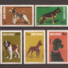 România 1981 - LP 1024, Expoziţia Naţională Canină, MNH