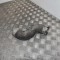 Furtun intercooler st&acirc;nga MERCEDES-BENZ SPRINTER 3-t Minibus / passenger 906 2014 OEM: A9065283782 2678324