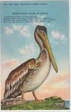 Statele Unite , Old &quot;Bill&quot; Pelican - Greetings from Florida , Fauna, Printata, America de Nord