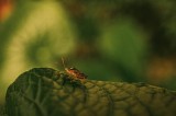 Tablou Canvas, "Insectă pe frunză verde și rugoasă", Insectă, Frunză, Verde, Textură, Natură, Lumină, Detaliu, Culoare, Contrast, Tranquilitate, 39 x