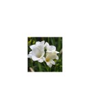 Freesia, Floare Simpla White, Alb, 4/5, 1 Bulb