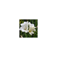 Freesia, Floare Simpla White, Alb, 4/5, 1 Bulb