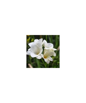 Freesia, Floare Simpla White, Alb, 4/5, 1 Bulb foto