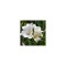 Freesia, Floare Simpla White, Alb, 4/5, 1 Bulb