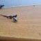 Conector Power DC Laptop Acer Aspire 5741