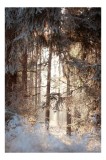 Tablou Canvas, "Lumina dimineții printre brazii &icirc;nghețați", Natura, Pădure, Iarnă, Luminiș, Copaci, Răsărit, Calm, Răcoare, Frumusețe, Liniște, 26 x 3