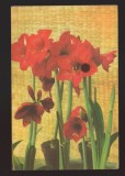 CPIB 21879 - CARTE POSTALA - CLIVIA