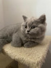 British shorthair, Royal Canin