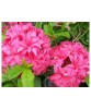 Rhododendron Homebush C2, Oem
