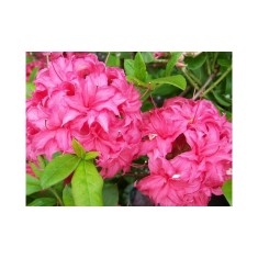 Rhododendron Homebush C2