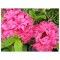 Rhododendron Homebush C2