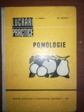 Pomologie- N. Ghena, Gr. Mihaescu