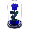 Trandafir Criogenat XL albastru &Oslash;6,5cm in cupola 12x25cm