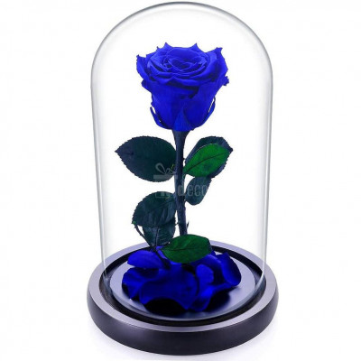 Trandafir Criogenat XL albastru &amp;Oslash;6,5cm in cupola 12x25cm foto
