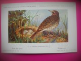 HOPCT 6298 ANTHUS PRATENSIS -PASARI DE APA -FAUNA EUROPA-CP CHROMO LITHO -MUZEUL REGAL STIINTE NATURALE BELGIA-NECIRCULATA, Printata