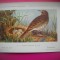 HOPCT 6298 ANTHUS PRATENSIS -PASARI DE APA -FAUNA EUROPA-CP CHROMO LITHO -MUZEUL REGAL STIINTE NATURALE BELGIA-NECIRCULATA