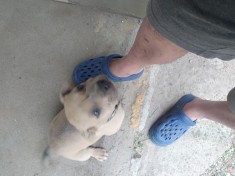 Pui amstaff