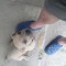 Pui amstaff
