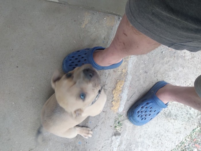 Pui amstaff