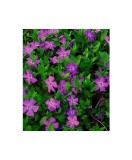 Vinca minor Atropurpurea Ghiveci 13cm