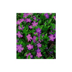 Vinca minor Atropurpurea Ghiveci 13cm