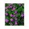 Vinca minor Atropurpurea Ghiveci 13cm