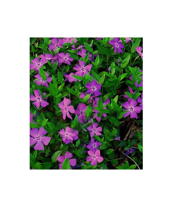 Vinca minor Atropurpurea Ghiveci 13cm
