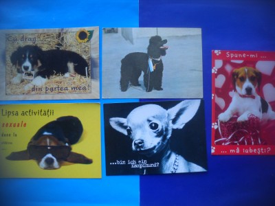 HOPCT LOT NR 1076 CAINI -5 CARTI POSTALE-NECIRCULATE foto