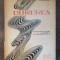 DUREREA-C.ARSENI