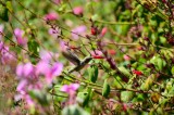 Tablou Canvas, "Colibri printre flori colorate vibrant", Flori, Frunze, Hummingbird, Verde, Roz, Miscare, Natural, Vibrant, Gradina, Primavara, 39 x 2