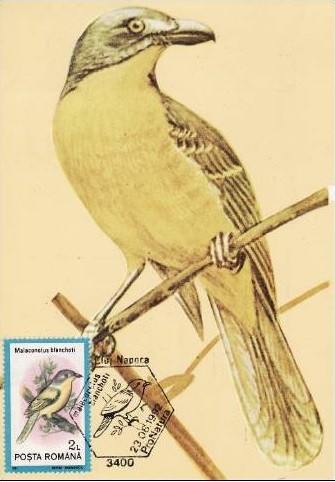 C4079 - Romania 1991 - Pasari carte postala maxima