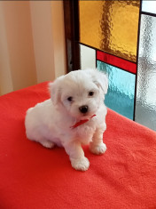 Vand Bichon Maltez foto