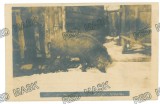 2564 - SIGHET Maramures, Peasant farm, Mangalita pig breed, Romania - old postcard, real Photo (13,5/9 cm) unused