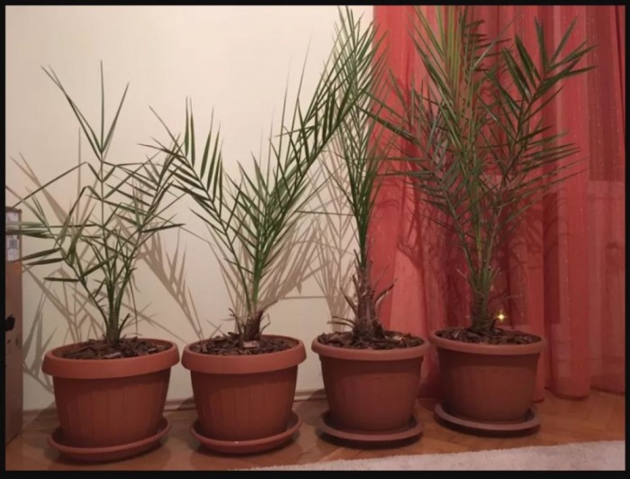 Curmali In Ghiveci Plante Ornamentale Arhiva Okazii Ro