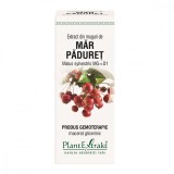 Extract din muguri de Mar Paduret, 50ml, PlantExtrakt