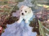 Vand pui Bischon Maltez, Pedigree