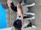 Catei border collie - 2