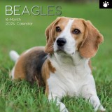 Beagles - 2024 Square Wall Calendar