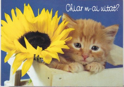 bnk cp Felicitare - Chiar m-ai uitat ? - pisica - floarea soarelui foto