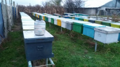 30 familii de albine carpatina; cu stupi cu fund AVR pe 15 rame noi de 1/1 foto