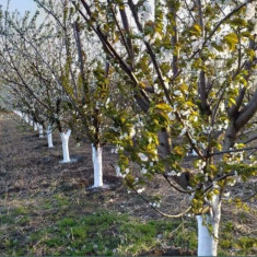 PROPIETAR teren intr zona Baltilor cu competitii Pescaresti Cercani Giurgiu