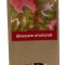 Infuzie BIO de vita de vie, certificare Demeter Essentiae