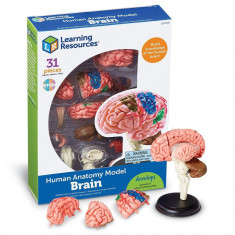 Macheta creierul uman PlayLearn Toys